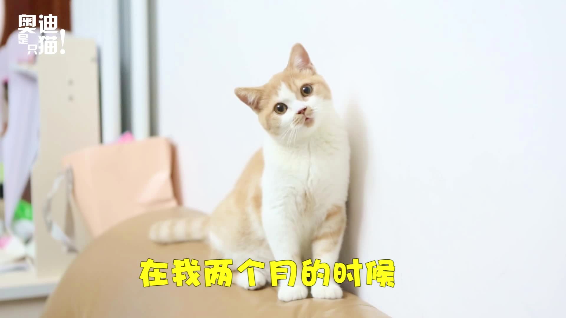 猫的成长历程，几个月等于一岁？