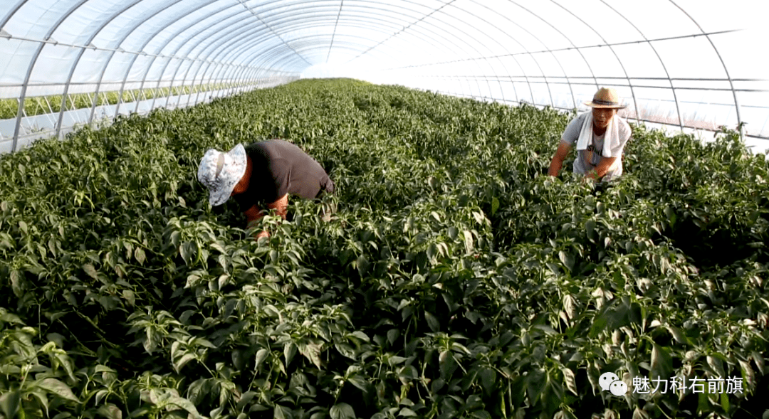 广东省蔬菜快递中心，连接农田与餐桌的高效桥梁