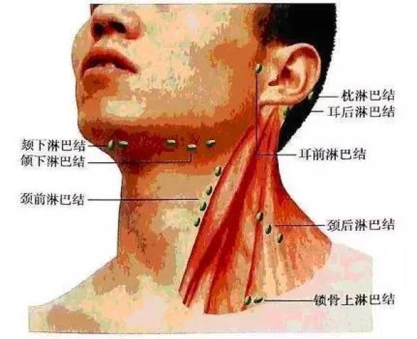 八个月宝宝耳后淋巴结，了解、关注与应对