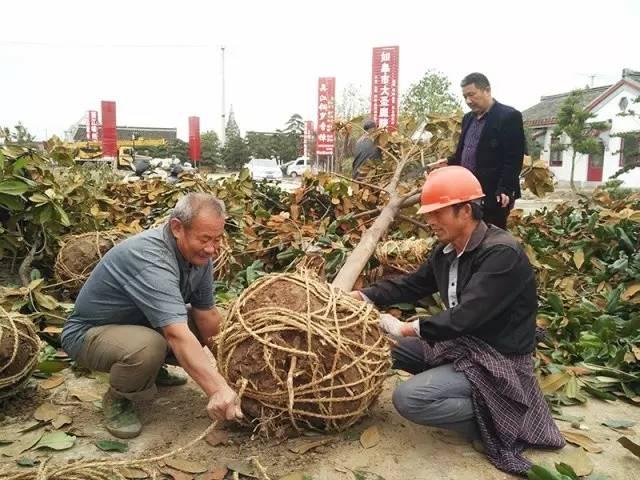 江苏科技经纪人的角色与影响