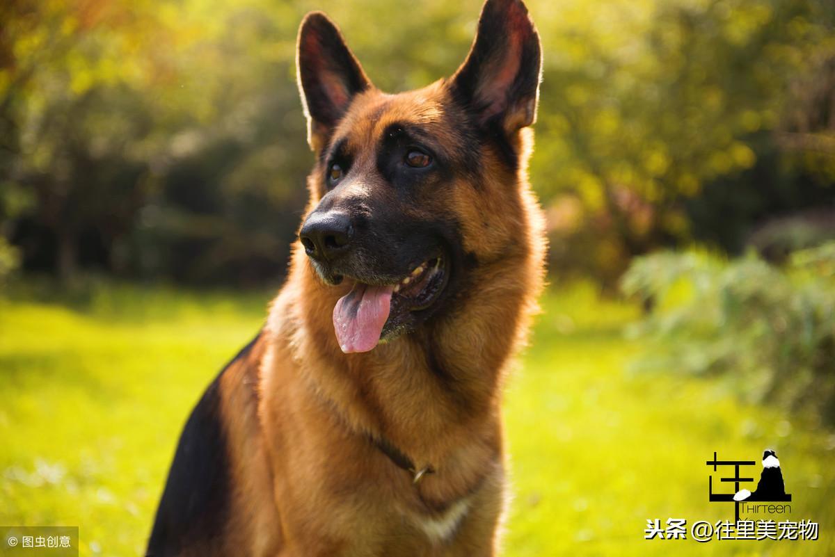 幼犬换毛期，了解与应对犬类换毛的重要阶段