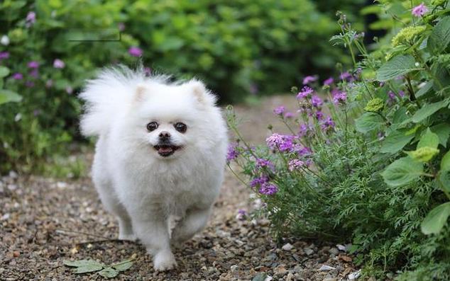 博美犬的成长之旅，五个月的美好时光