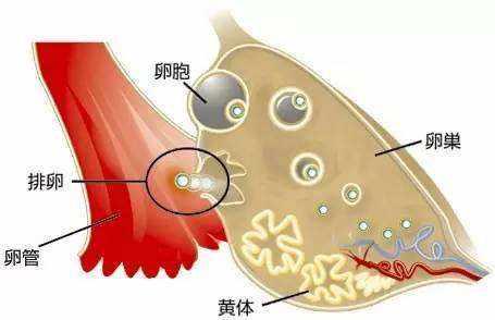 一个月有多少卵泡，卵泡发育与月经周期的密切关系