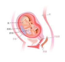 孕七个月宝宝，成长与照顾的全方位指南